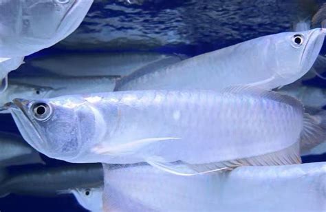 渔场捡漏直发金龙鱼红龙鱼七彩银龙鱼苗热带观赏鱼苗-阿里巴巴