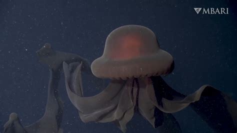 你见过触手长达10米的巨型水母吗？南极发现罕见冥河水母