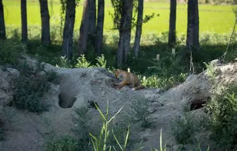 为什么狐狸经常在坟墓里做洞穴？难道真的“成精”了？看完一身汗__凤凰网