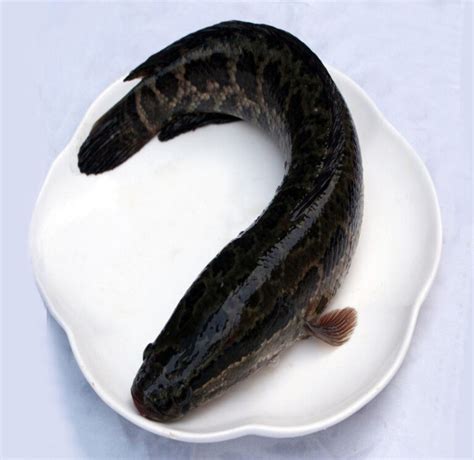 黑鱼喜欢吃什么饲料，附黑鱼投喂方法 - 农敢网