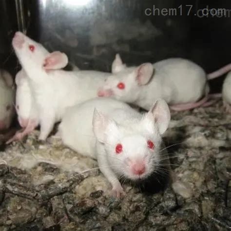 一种新型小鼠原位胰腺癌模型及其建立方法与流程