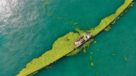 海洋科普：海洋生态灾害，“黄海浒苔绿潮”为什么首当其冲？-深i科普