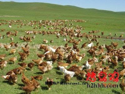 赤峰绿鸟鸡-松山区特产