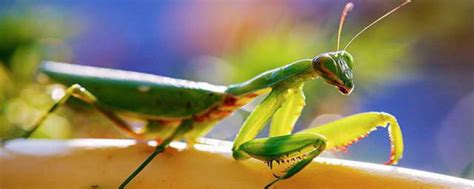 螳螂吃什么植物 螳螂的食物_知秀网