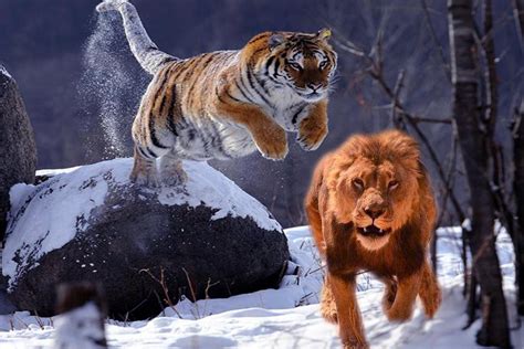老虎捉到猎物正要开吃，突然抬头猛盯，随后携食逃跑|猎物|摄影师|树丛_新浪新闻