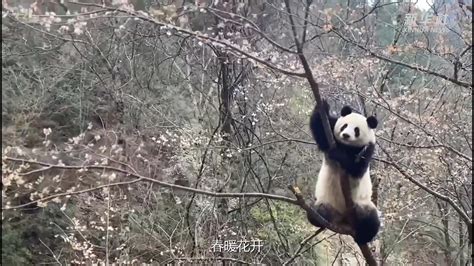 中国的大熊猫视频素材_ID:VCG42N1088316548-VCG.COM