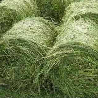 牧草多长时间才能收割-绿宝园林网