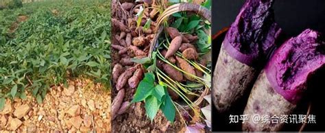 我国原生态非转基因农作物品种及非转基因食品分类识别丨WAF农产品展会