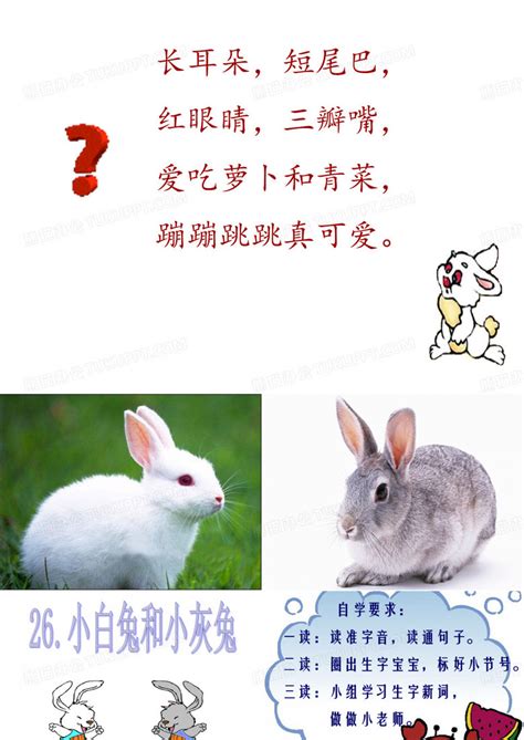 一年级下册《小白兔和小灰兔》PPT模板下载_编号ljavdybk_熊猫办公
