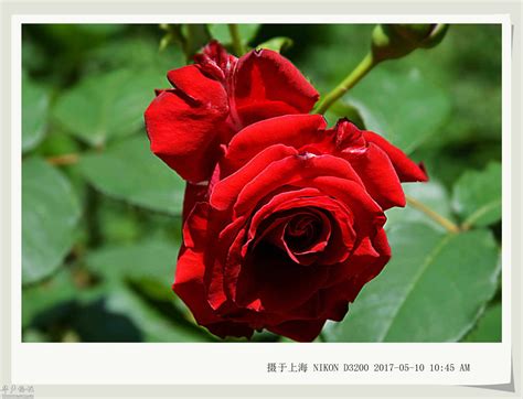 冬至在玫瑰谷绽放的6种玫瑰花 - 天府摄影 - 天府社区