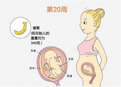 每个月的胎儿，都像什么水果？几张图告诉你，有趣-搜狐大视野-搜狐新闻