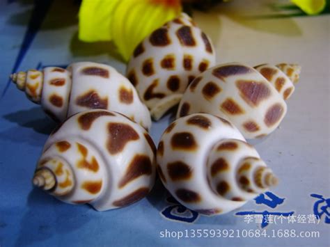 10.新喀里多尼亚翁戎螺-世界名贝-图片
