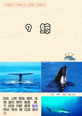 可爱的鲸鱼怎么画？鲸鱼的画法？鲸鱼卡通画,简笔画手绘教程(2)[ 图片/4P ] - 优艺星