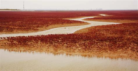 中国最美的高原湿地，广袤无垠，水草丰茂，你知道是哪吗？