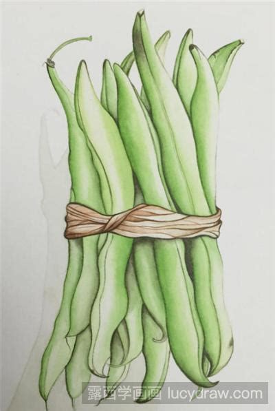 四季豆绘画图片