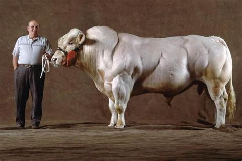 世界上最强壮的牛，长5米重2吨，堪称牛中的“施瓦辛格”！