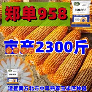 郑单958-企业产品展示-河南豫研种子科技有限公司