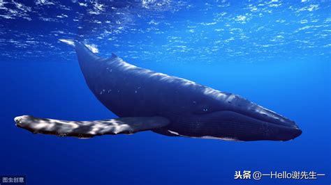 世界上最大的哺乳动物：蓝鲸(体重约170吨/身长达30米)_奇趣解密网