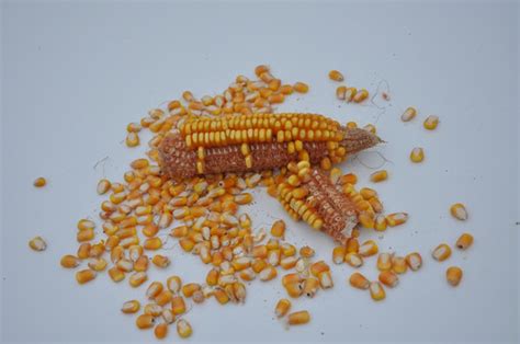 苞米和玉米的区别是什么-百度经验