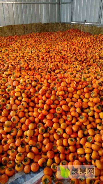 2018年山西临猗阳丰甜柿子价格 - 有想法的农友都在这！
