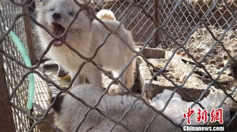 北京怀柔森林公安找回百余只放生狐狸 近40只死亡-搜狐新闻