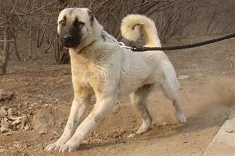 被土耳其誉为“上帝的宠物”坎高犬|土耳其|国宝|宠物_新浪新闻