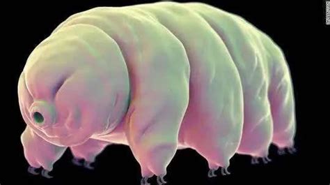 科学家在一只水熊虫体内发现了神秘的发光物！|熊虫|发光|科学家_新浪新闻
