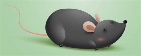 老鼠简笔画图解 简单漂亮动物儿童画大全 肉丁儿童网