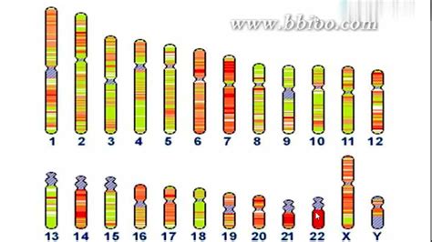 染色体核型分析G显带，浅带和深带哪个更重要?_疾病相关_检验视界_检验视界网