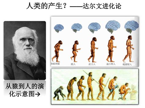 第1课 中国境内早期人类的代表—北京人 课件（37ppt）-21世纪教育网