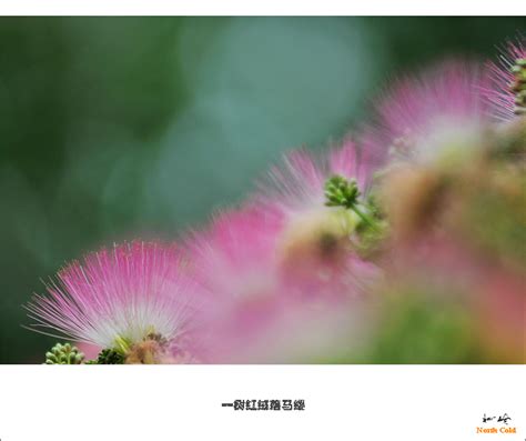 红绒-专辑图片