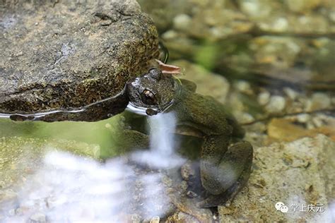 虎纹蛙为什么是二级保护动物-百度经验