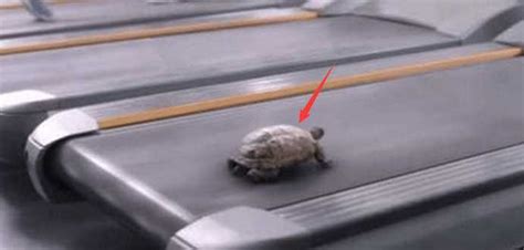 乌龟走路走得慢原来是有原因的！