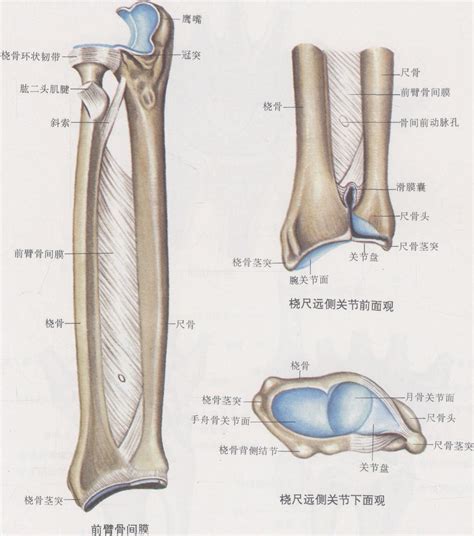 尺桡骨解剖图图片