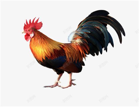 鸡是怎么叫的 鸡是怎么叫的呢-农百科