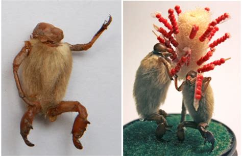 一只可爱的金黄色毛猴子吃瓜|摄影|宠物摄影|叶昊天 - 原创作品 - 站酷 (ZCOOL)