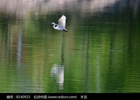 水面上的白鹭高清图片下载_红动中国