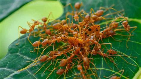 红蚂蚁给蚁后进谗，蚁后命令上亿蚂蚁攻打黑蚂蚁，像极红地毯