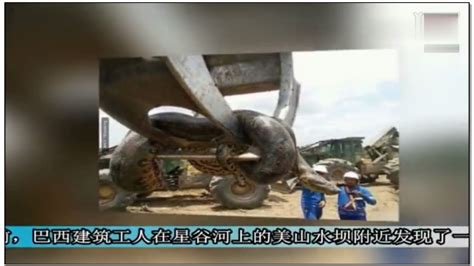 深山水库炸出一吨巨蟒 不是说动物不能成精吗_凤凰网视频_凤凰网
