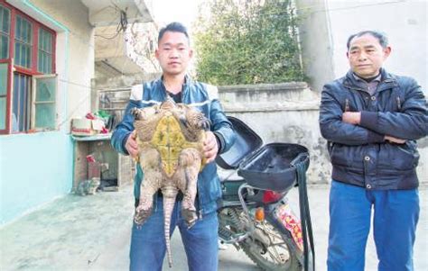 孝感一村民捕获一只大怪龟 长64厘米神似鳄鱼_手机新浪网