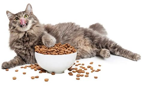 养猫必看！凯锐思猫粮告诉你，优质猫粮和劣质猫粮的区别 - 知乎