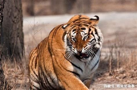 世界上最丑的老虎在哪 美国野生动物保护区（近亲繁殖）-小狼观天下