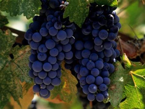 全球最贵的 10 款梅洛葡萄酒，竟有 8 款来自意大利 - 知乎