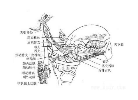 舌神经走行解剖图图片 舌神经走行解剖图图片