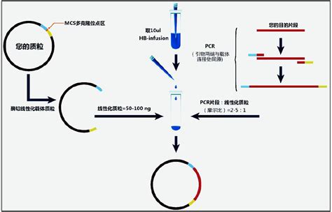 单细胞全基因组扩增WGA技术PicoPLEX与MALBAC比较-红荣微再（上海）生物工程技术有限公司