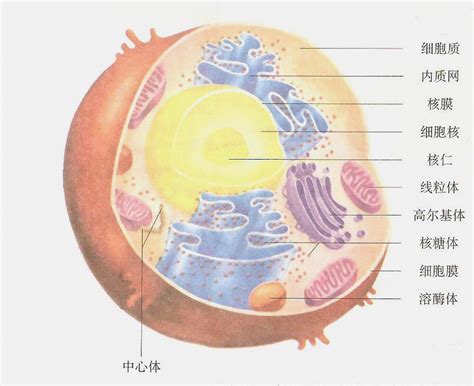 第3节 细胞核的结构和功能