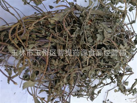 正宗神仙草图片