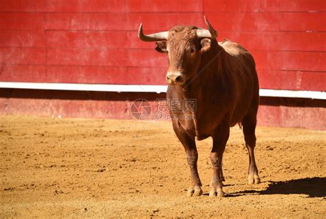 在斗牛场奔跑的西班牙公牛高清图片下载-正版图片506043300-摄图网