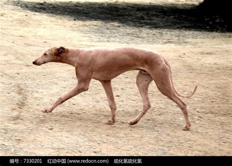 意大利灵缇犬与灵缇犬，有什么区别吗|中世纪|灵缇犬|意大利_新浪新闻