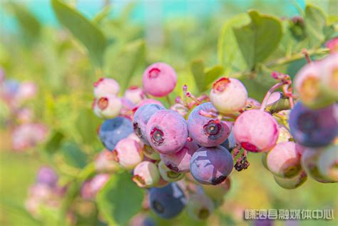 亩产1500斤，即墨200亩蓝莓迎来成熟期-半岛网